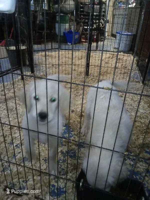 Ellie – Golden Retriever puppy for sale in Dixon, IL