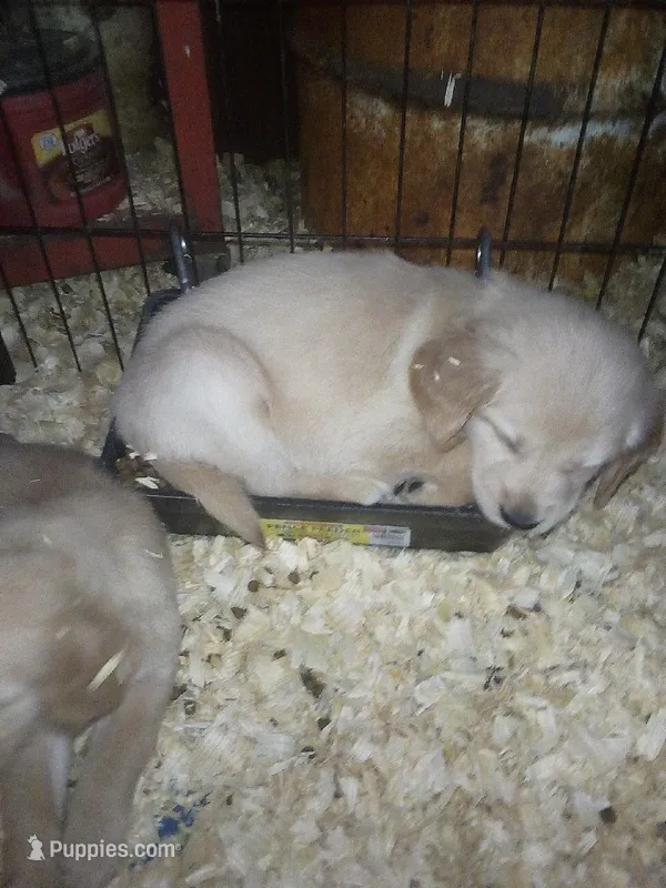 max – Golden Retriever puppy for sale in Dixon, IL