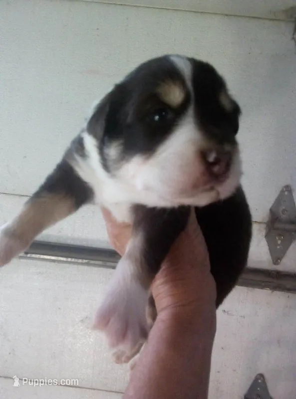 Loki – Australian Shepherd puppy for sale in Dixon, IL