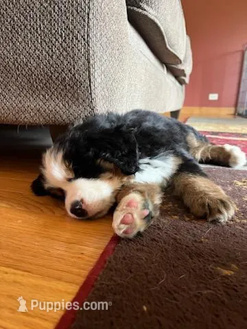 sarge – Bernese Mountain Dog puppy for sale in Dixon, IL