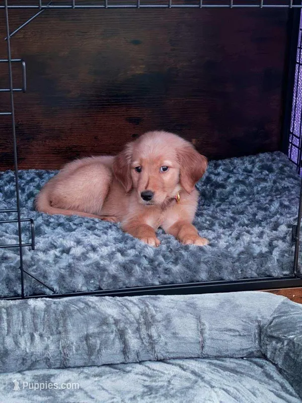 Dakota – Golden Retriever puppy for sale in Dixon, IL