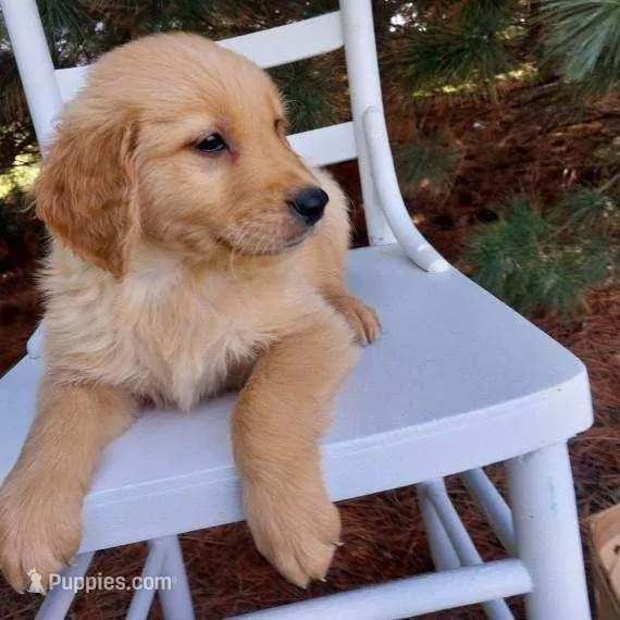 Dakota – Golden Retriever puppy for sale in Dixon, IL