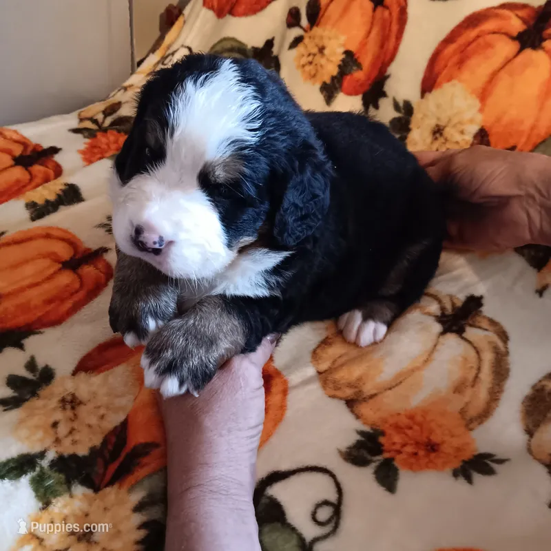 Landon – Bernese Mountain Dog puppy for sale in Dixon, IL