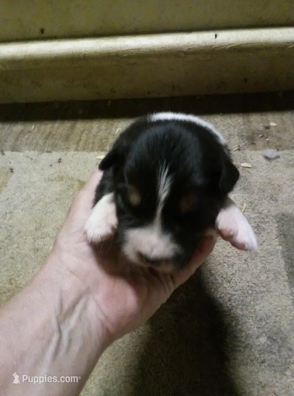 Jake – Australian Shepherd puppy for sale in Dixon, IL