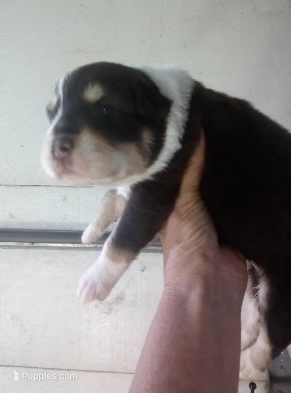 Jake (Red Tri ) – Australian Shepherd puppy for sale in Dixon, IL