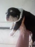 Jake (Red Tri ), a male Australian Shepherd for sale in Dixon, IL – 1 of 2