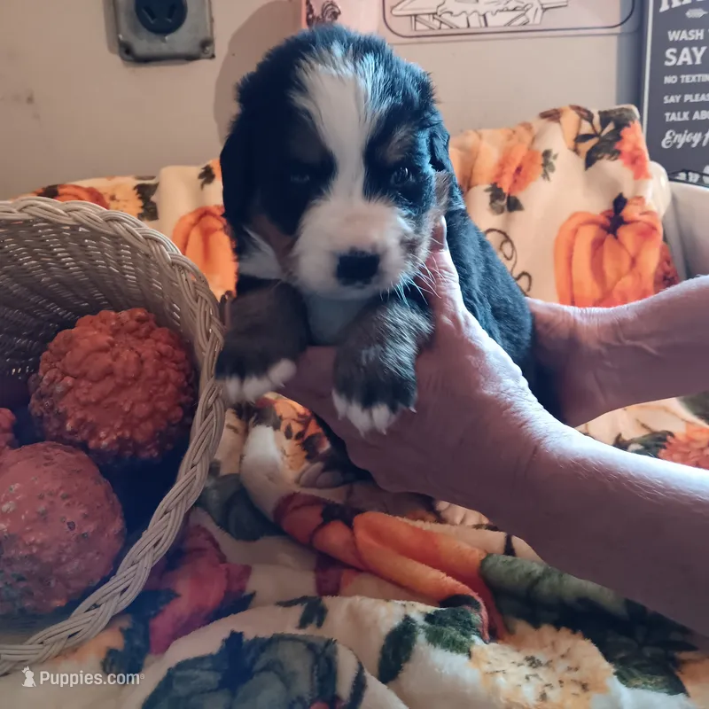 Emma – Bernese Mountain Dog puppy for sale in Dixon, IL