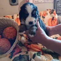 Emma, a female Bernese Mountain Dog for sale in Dixon, IL – 1 of 1