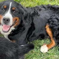 Boris&Ava pups, a female Bernese Mountain Dog for sale in Dixon, IL – Photo 2 of 2