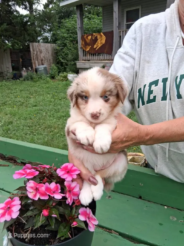 april – Miniature Australian Shepherd puppy for sale in Dixon, IL