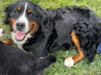 Duke , a male Bernese Mountain Dog for sale in Dixon, IL – 3 of 3