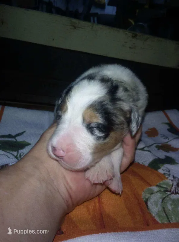 Emma – Australian Shepherd puppy for sale in Dixon, IL