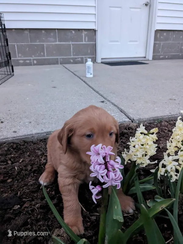 khloe, a female Golden Retriever for sale in Dixon, IL – Photo 1 of 1
