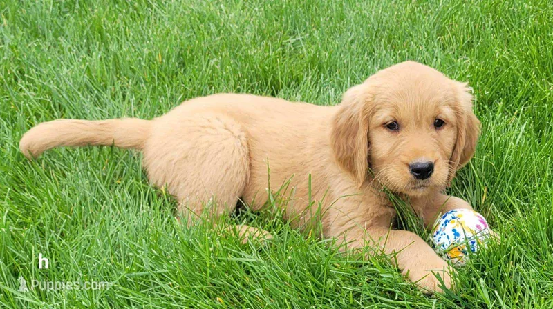 Duke  – Golden Retriever puppy for sale in Dixon, IL