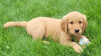 Duke , a male Golden Retriever for sale in Dixon, IL – 1 of 1