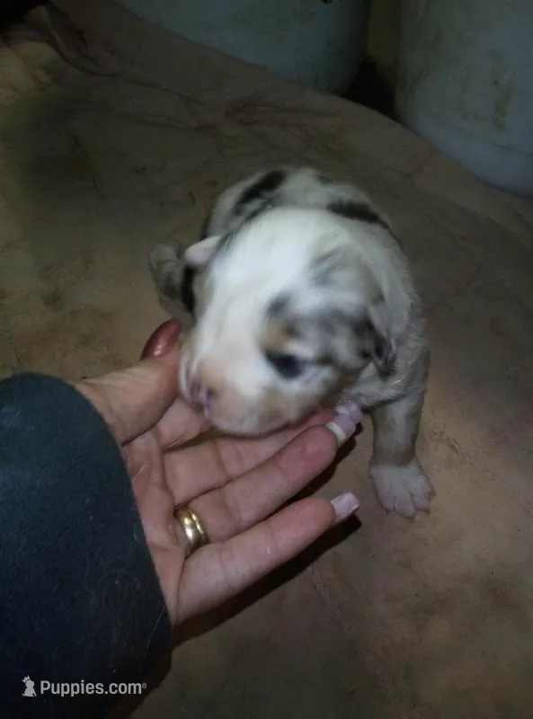 max – Australian Shepherd puppy for sale in Dixon, IL