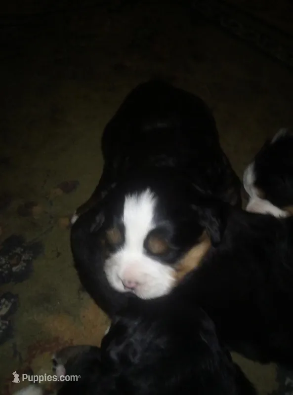 Emma – Bernese Mountain Dog puppy for sale in Dixon, IL