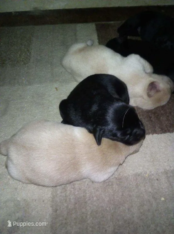 maze – Labrador Retriever puppy for sale in Dixon, IL
