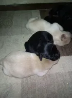 maze, a male Labrador Retriever for sale in Dixon, IL – Photo 1 of 2