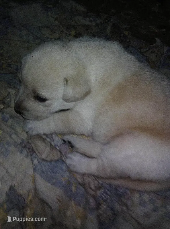 maze – Labrador Retriever puppy for sale in Dixon, IL