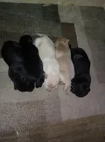 maze, a male Labrador Retriever for sale in Dixon, IL – Photo 2 of 2