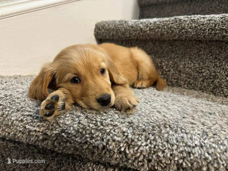 hank – Golden Retriever puppy for sale in Dixon, IL