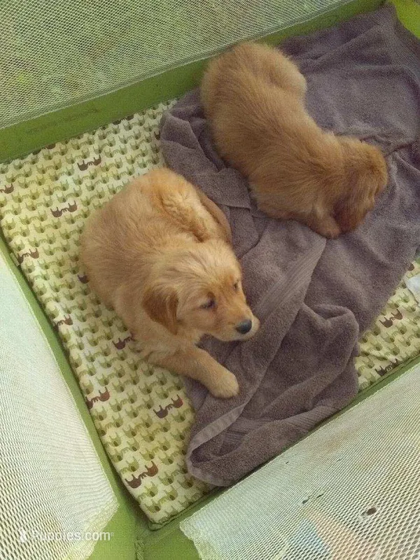 hank – Golden Retriever puppy for sale in Dixon, IL