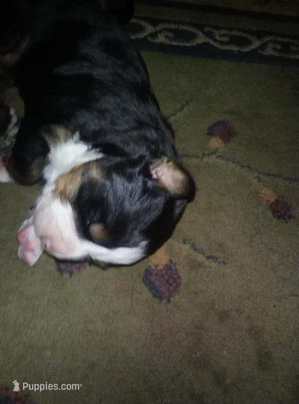 Elsie – Bernese Mountain Dog puppy for sale in Dixon, IL