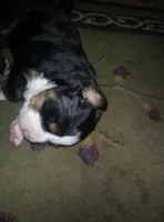 Elsie, a female Bernese Mountain Dog for sale in Dixon, IL – 1 of 1