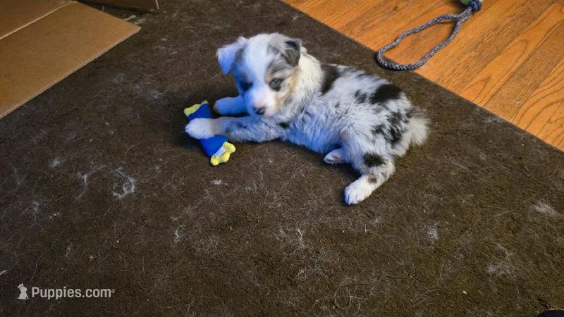 peppy ( blue eyes ) – Miniature Australian Shepherd puppy for sale in Dixon, IL
