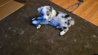 peppy ( blue eyes ), a male Miniature Australian Shepherd for sale in Dixon, IL – 1 of 1