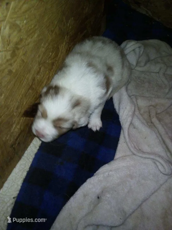 Elsie – Miniature Australian Shepherd puppy for sale in Dixon, IL