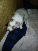 Elsie, a female Miniature Australian Shepherd for sale in Dixon, IL – 1 of 1