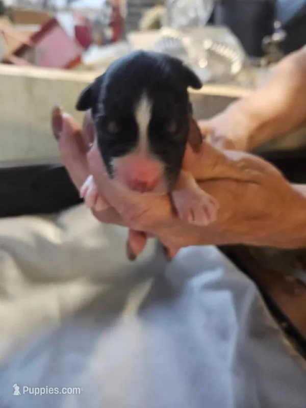 sarge – Australian Shepherd puppy for sale in Dixon, IL