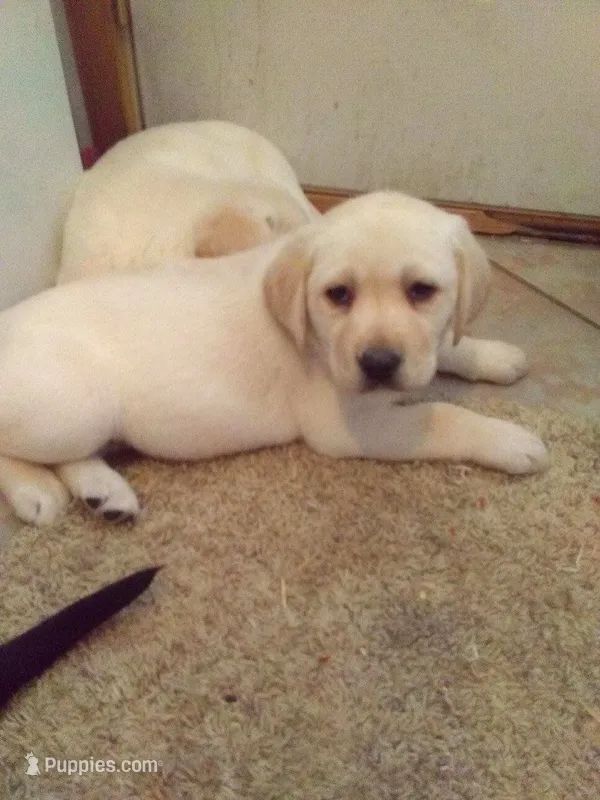 sampson – Labrador Retriever puppy for sale in Dixon, IL