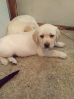 sampson, a male Labrador Retriever for sale in Dixon, IL – 1 of 1