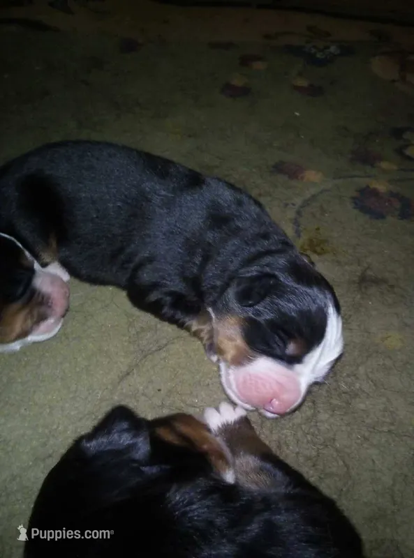 Landon – Bernese Mountain Dog puppy for sale in Dixon, IL