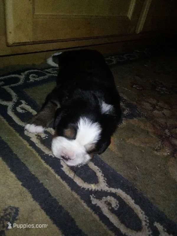 Landon, a male Bernese Mountain Dog for sale in Dixon, IL – 1 of 1