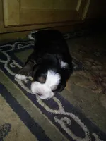 Landon, a male Bernese Mountain Dog for sale in Dixon, IL – 1 of 1