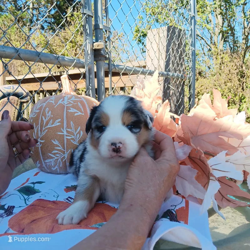 maggie – Australian Shepherd puppy for sale in Dixon, IL