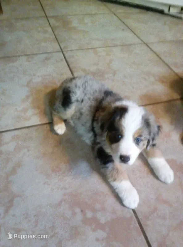 Emmie – Australian Shepherd puppy for sale in Dixon, IL