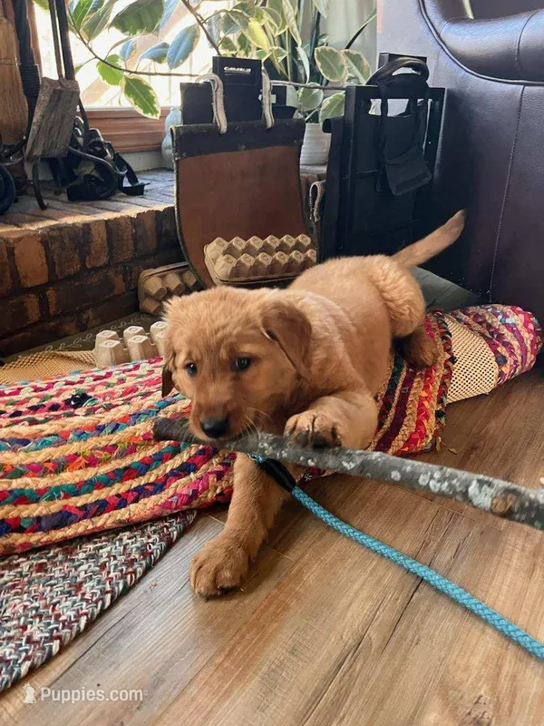 Duke  – Golden Retriever puppy for sale in Dixon, IL
