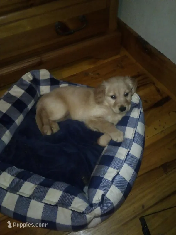 chance – Golden Retriever puppy for sale in Dixon, IL