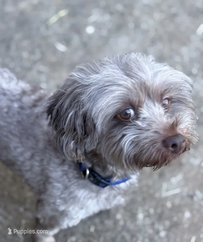 Teddy – Maltipoo puppy for sale in Madison, AL
