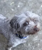 Teddy, a male Maltipoo for sale in Madison, AL – 1 of 6