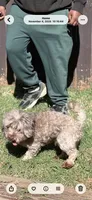 Teddy, a male Maltipoo for sale in Madison, AL – 4 of 6