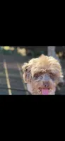 Teddy, a male Maltipoo for sale in Madison, AL – 5 of 6