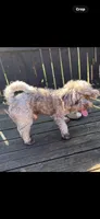 Teddy, a male Maltipoo for sale in Madison, AL – 3 of 6