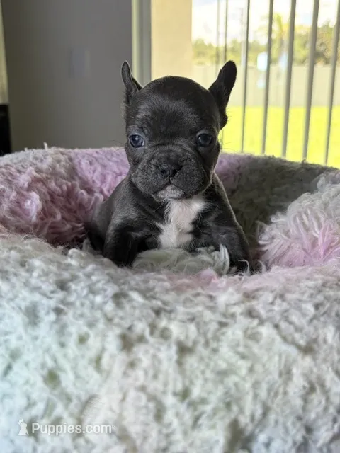 Piper – French Bulldog puppy for sale in Saint Cloud, FL