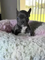 Piper, a female French Bulldog for sale in Saint Cloud, FL – 1 of 1